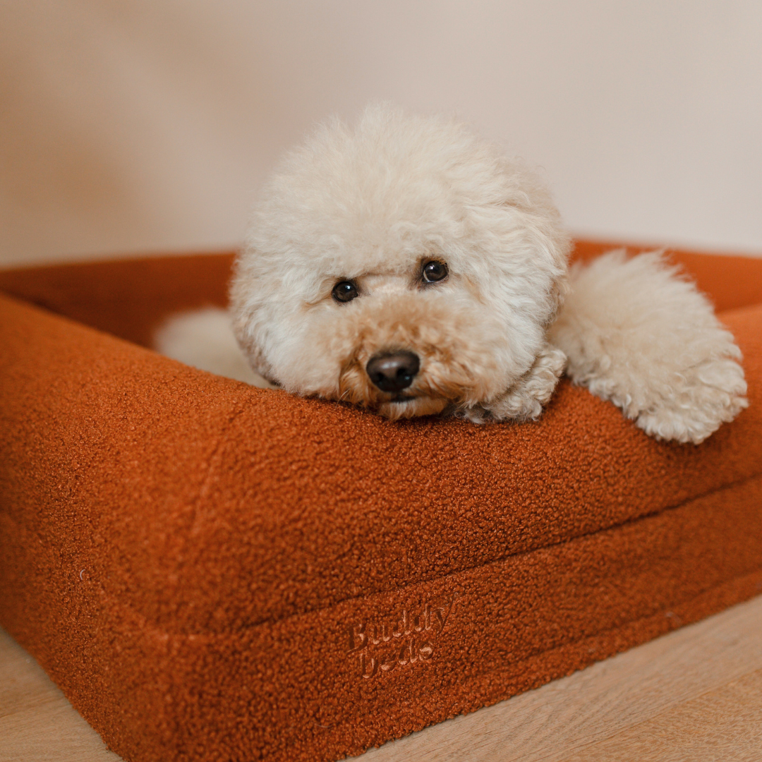 Medium Buddy Bed