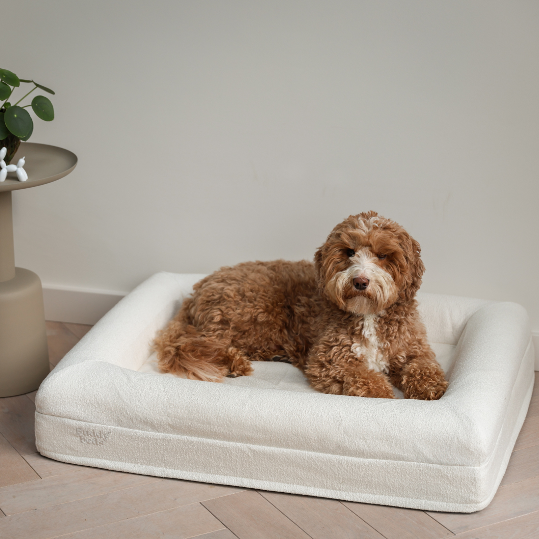 Medium Buddy Bed