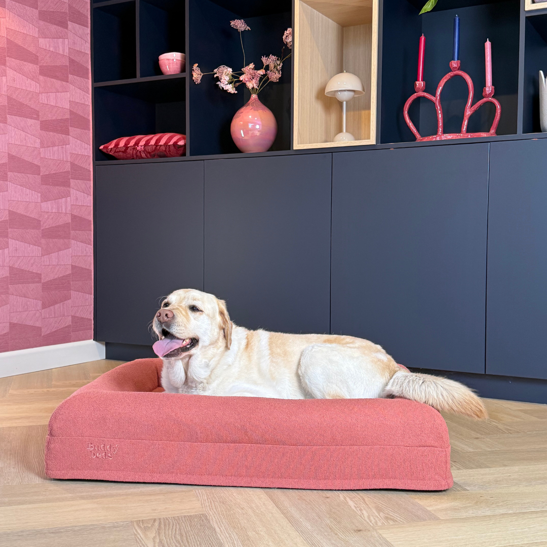 Medium Buddy Bed