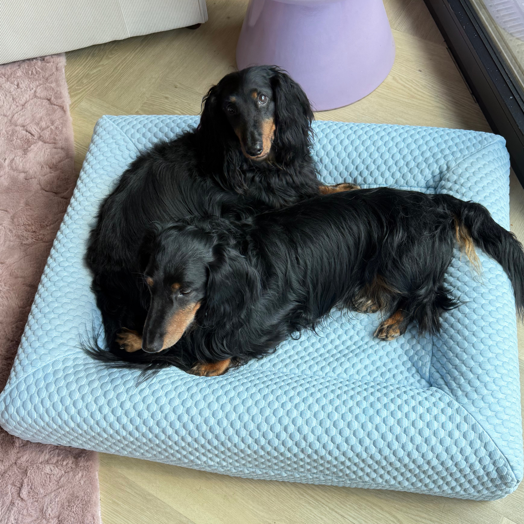 Medium Buddy Bed