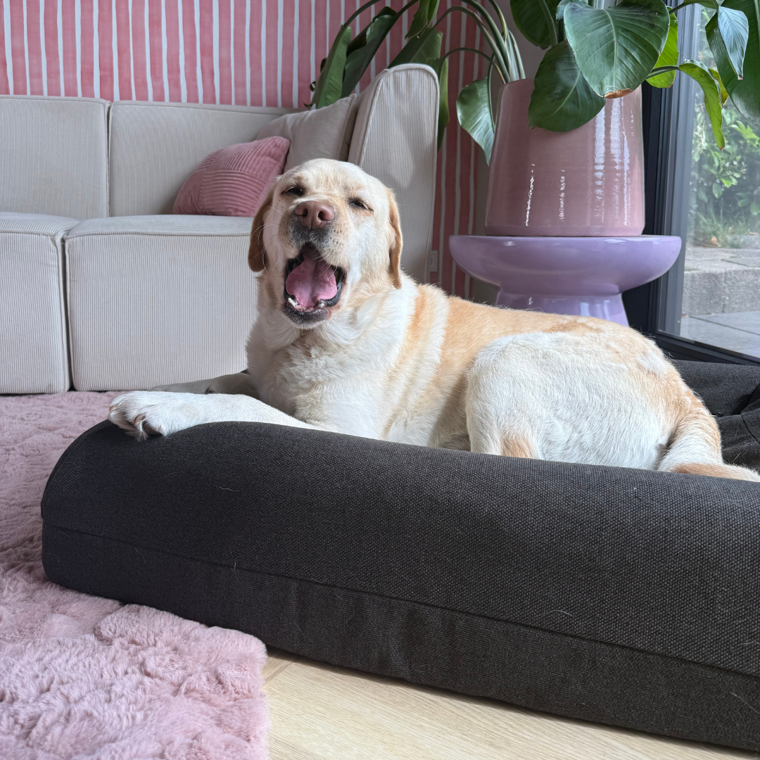 Medium Buddy Bed