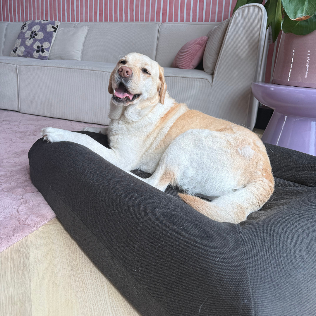 Pullover Anthrazitfarbene Abdeckung