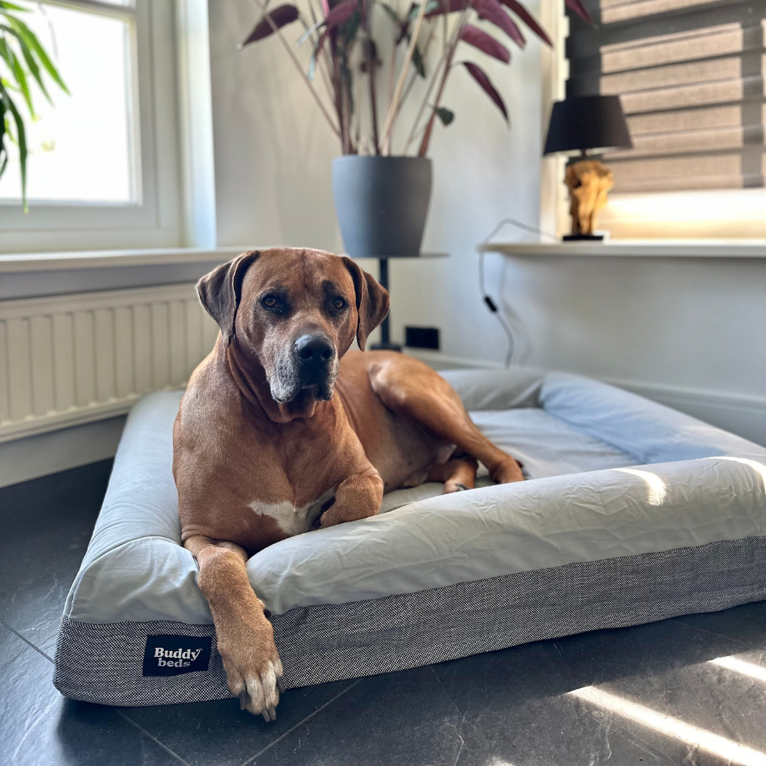 Large Buddy Bed