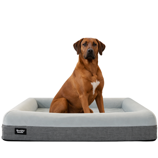 Large Buddy Bed